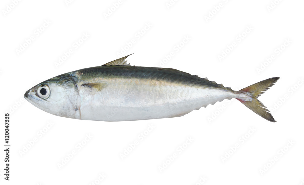Chub mackerel fish isolated on the white background Chub mackerel fish isolated on the white background