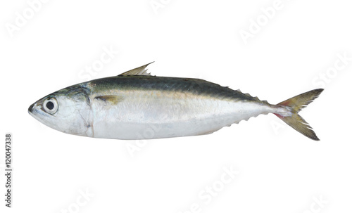 Chub mackerel fish isolated on the white background