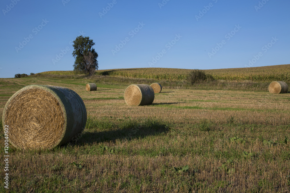 Round Hay Bales Near Corn Field