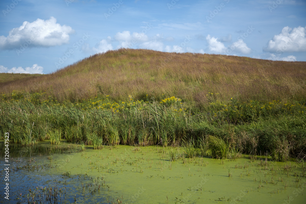 Wetland Marsh and Cattails Below a Hillside