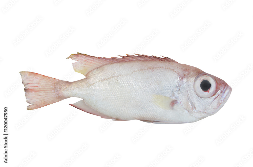 Red bigeye fish isolated on white background, Priacanthus macracanthus Red bigeye fish isolated on white background, Priacanthus macracanthus