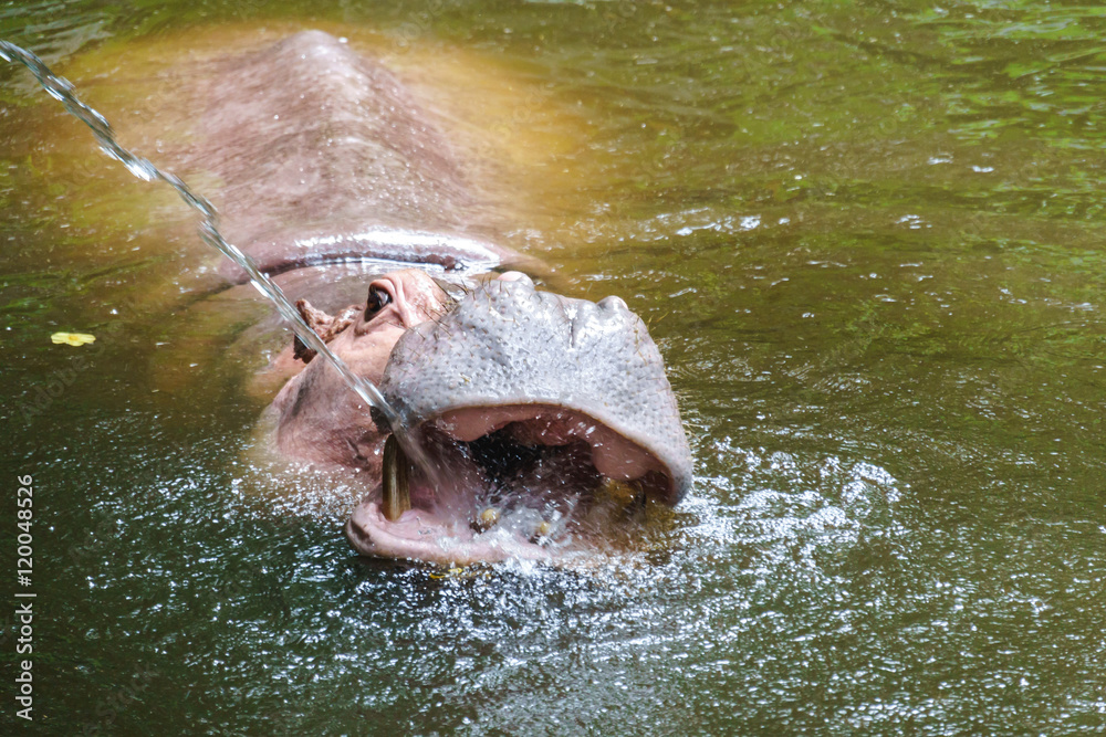 Fototapeta premium Hippopotamus in the zoo
