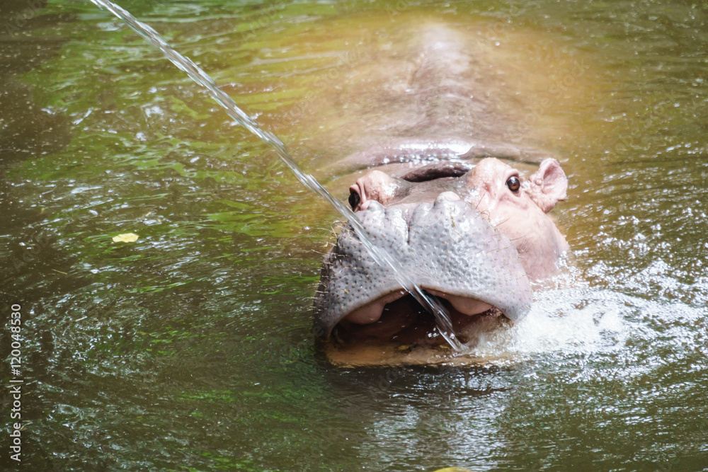 Fototapeta premium Hippopotamus in the zoo