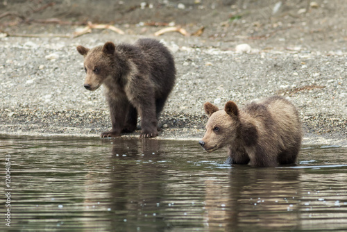 Brown bear cubs on the shore of Kurile Lake. photo