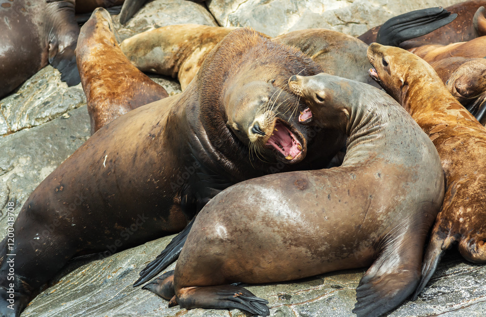 Fototapeta premium Rookery Steller sea lions. Island in Pacific Ocean near Kamchatka Peninsula.