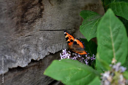 Small Tortoiseshell butterfly on the Lilac Bush
