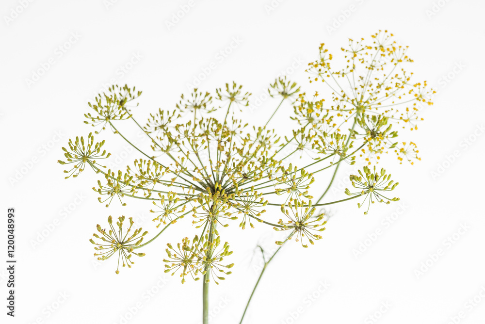 dill flower dill flower