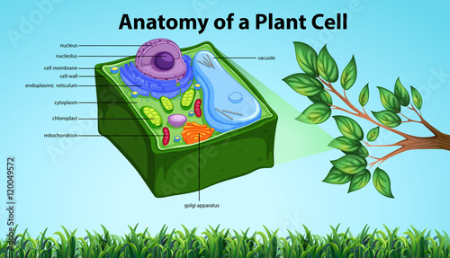 Anatomy of plant cell with names