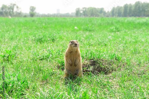 Gopher standing and starring near the burrow on the meadow