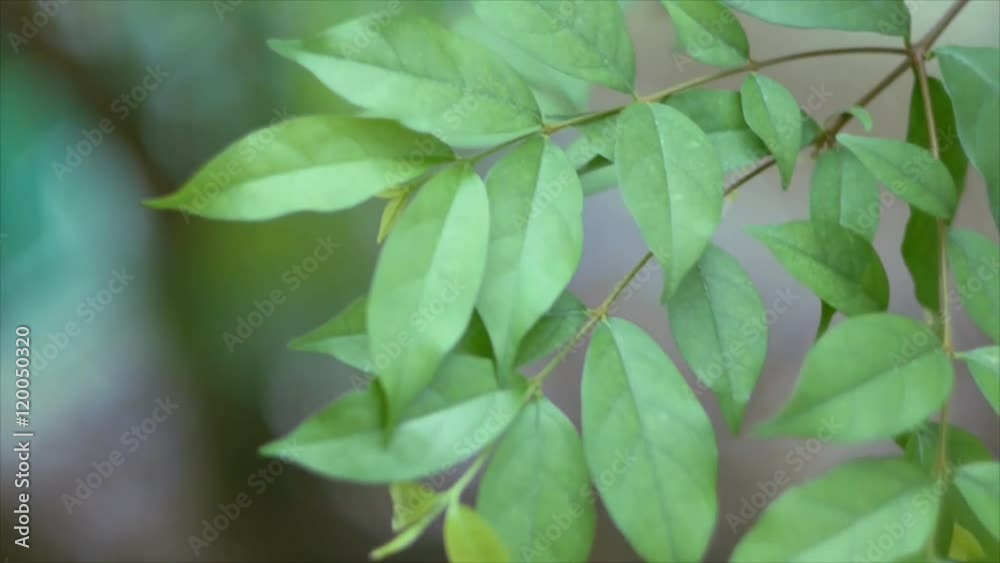 Close focus of Wrightia religiosa leaf swaying Close focus of Wrightia religiosa leaf swaying