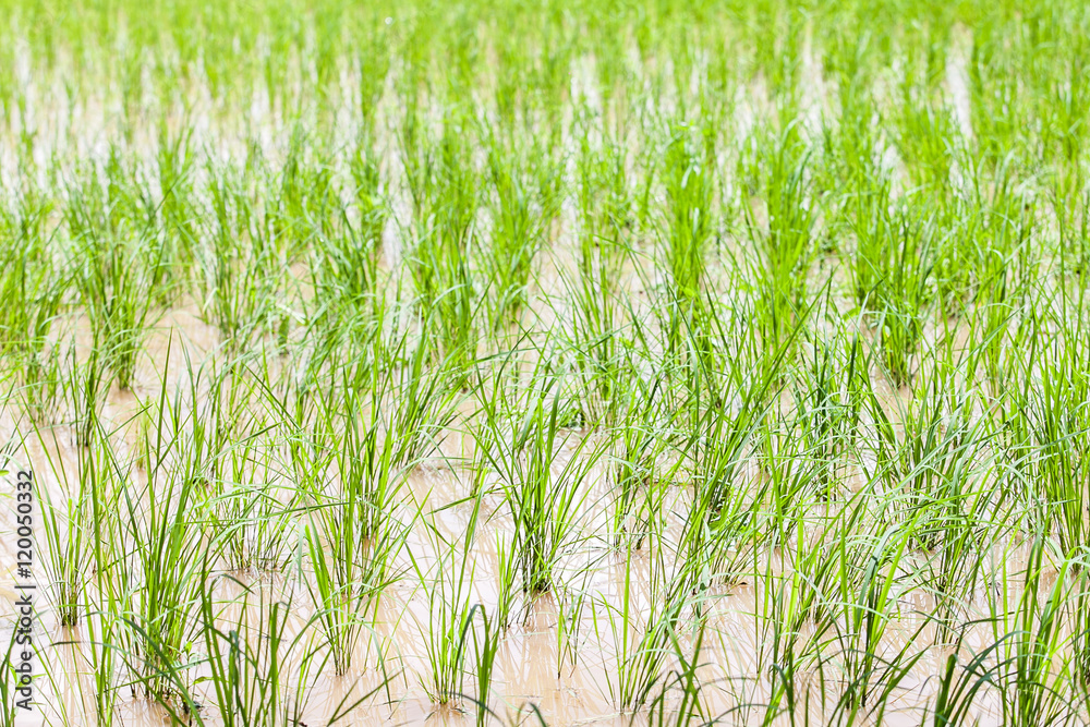 Fototapeta premium Rice spike in rice field of thailand.