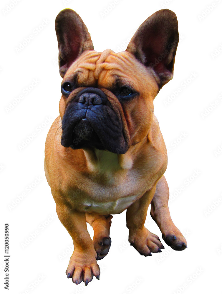 Obraz premium French Bulldog