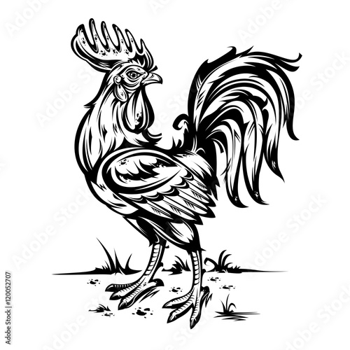 Vector illustration of a cock.