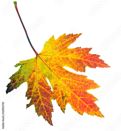 Herbst, Herbststimmung, Schönheit: einzelnes, buntes Blatt, freigestellt vor weißem Hintergrund; 