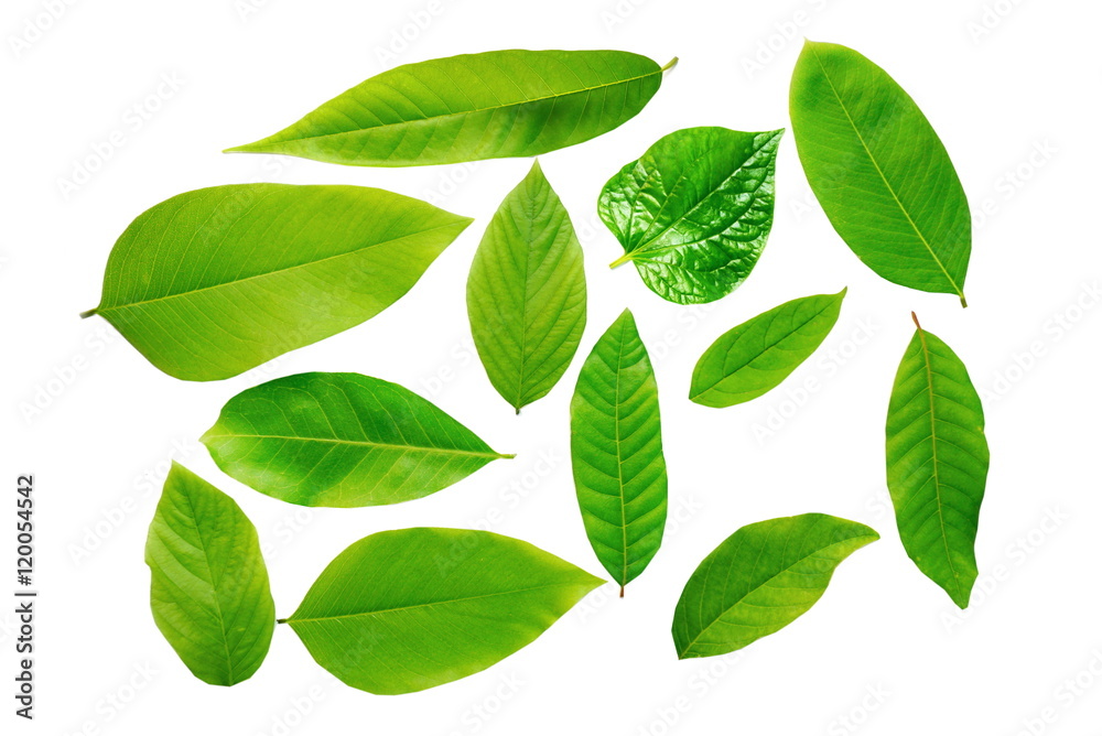 collection of green leaf isolated on a white background