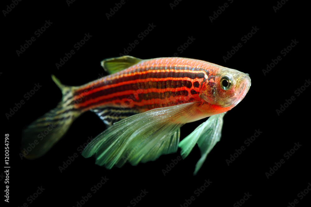 Red Zebra Danio Fish