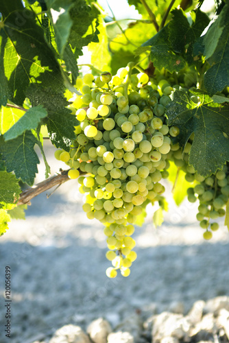 Grapes in vineyard photo