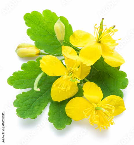 Greater celandine flower, swallowwort.