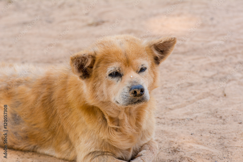 Brown retriever dog,the looking sad.