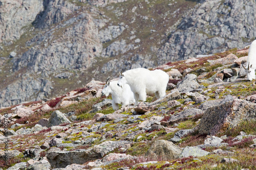 Mountain Goats on Mount Bierstadt in the Arapahoe National Fores