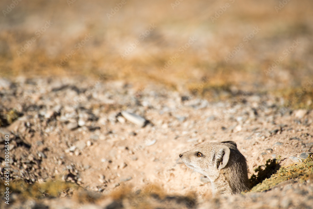 Mongoose sticking head out of hole