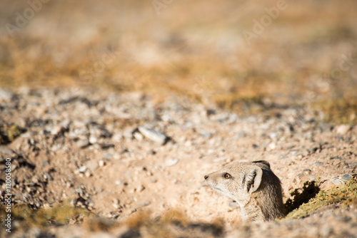 Mongoose sticking head out of hole