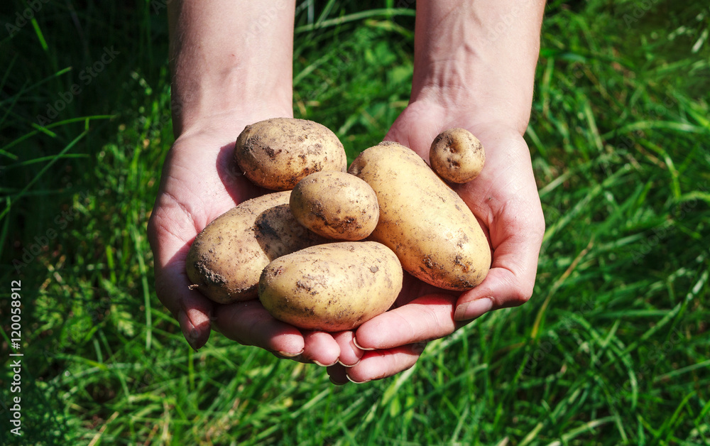 Organic vegetables