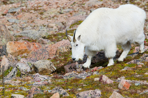 Mountain Goats on Mount Bierstadt in the Arapahoe National Fores photo
