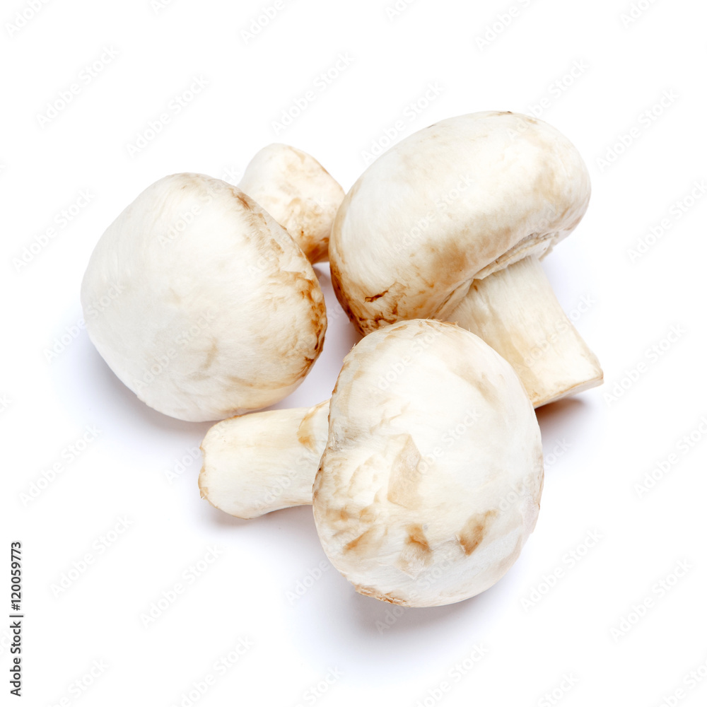 champignon mushroom isolated on white champignon mushroom isolated on white