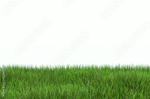 Green grass lawn with a copy space