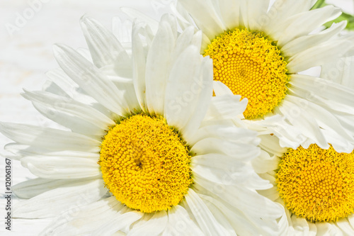 Three white daisies close up