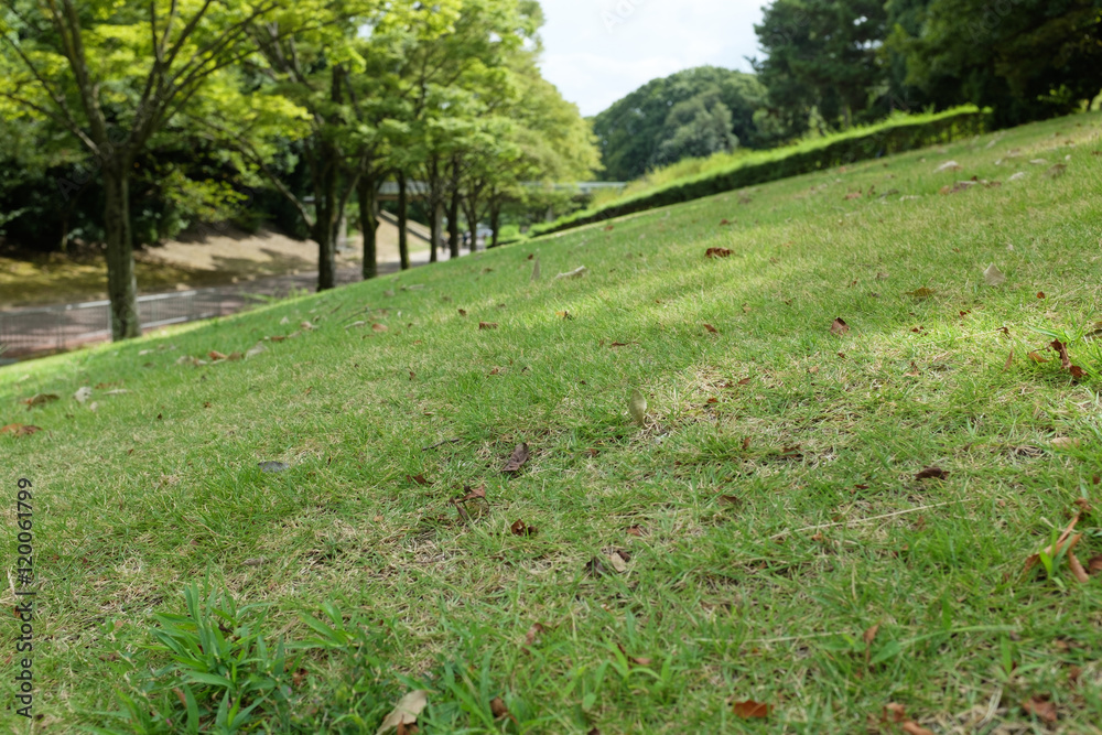 Obraz premium 並木道横の芝生の様子