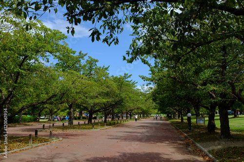 公園の並木道と青空