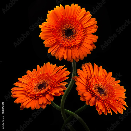 Orange gerbera with stem isolated on black background