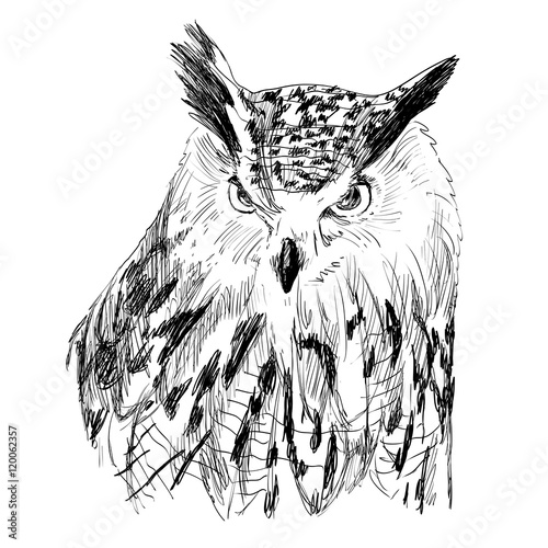 Sketch of owl on a white background