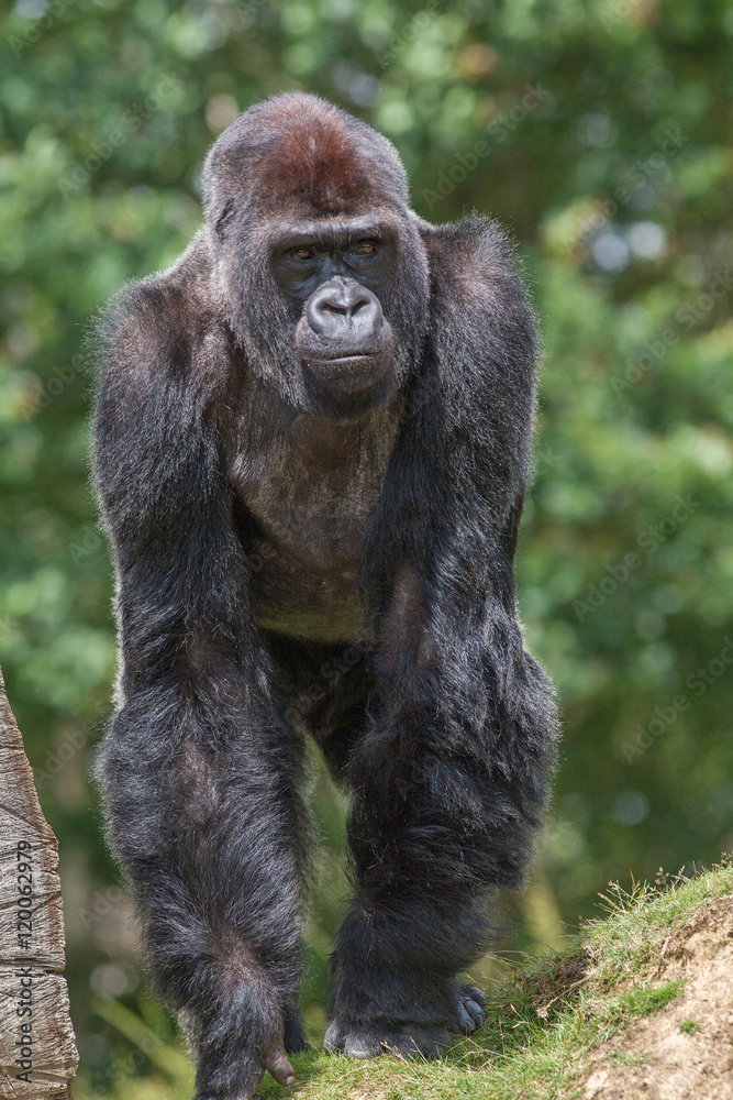 Naklejka premium Gorille male - Gorilla - en gros plan