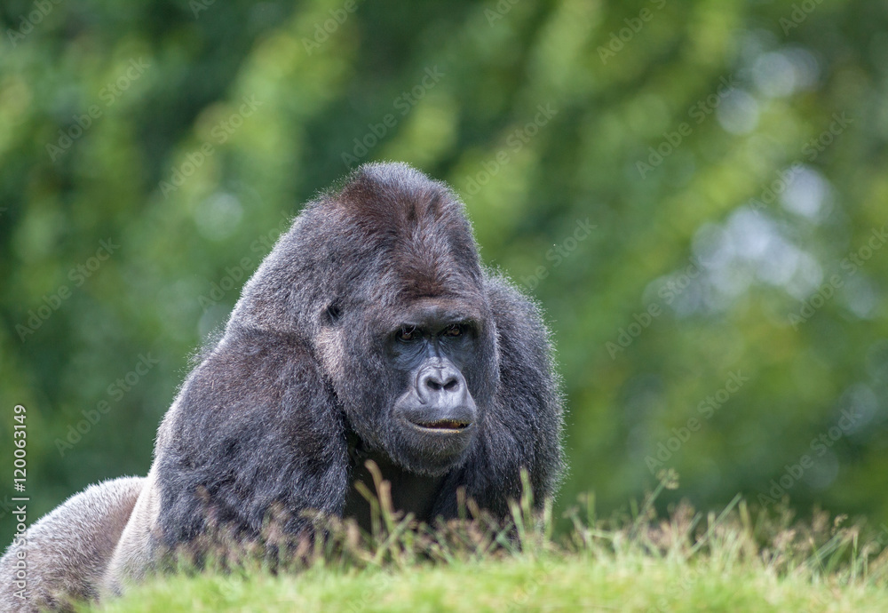 Gorille male - Gorilla - en gros plan 