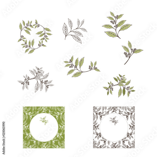 Yerba Mate Tea Leaf and Plant Design Set