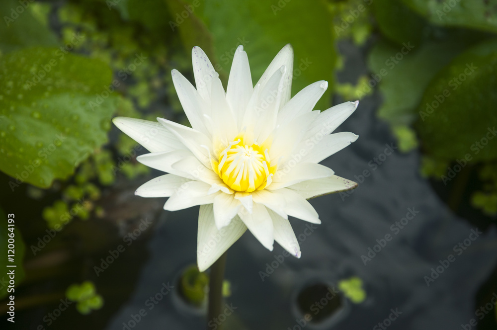 Lotus Lotus