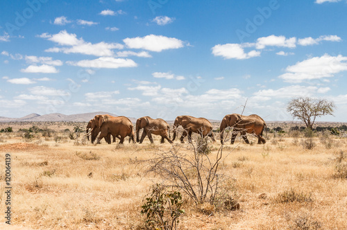 Group of elephants in the Savana, Tsavo National Park, Kenya
