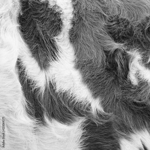 cow fur background (40)