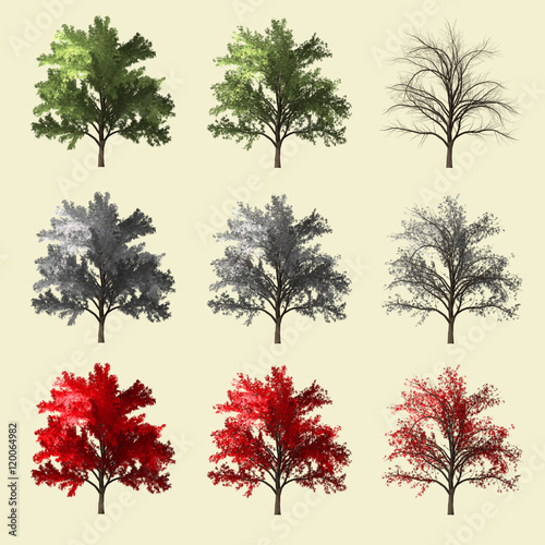 Spruce tree season change set summer winter autumn 3d rendering isolated for landscape designer.