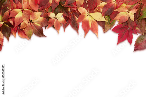 Autumn background, colorful leaves isolated on white background