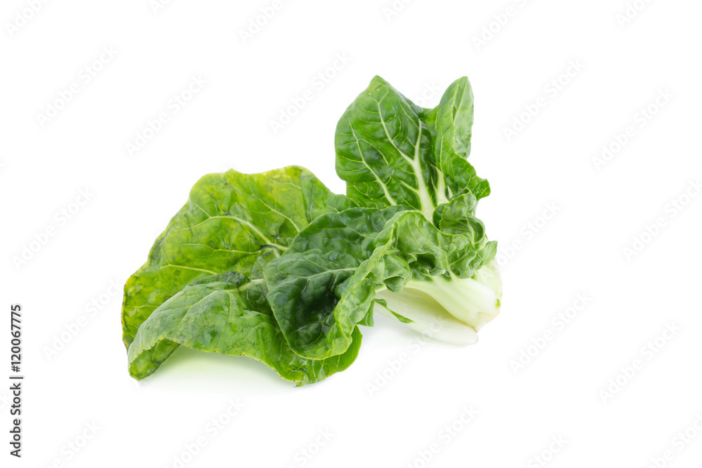 Baby pak choi on a white background Baby pak choi on a white background