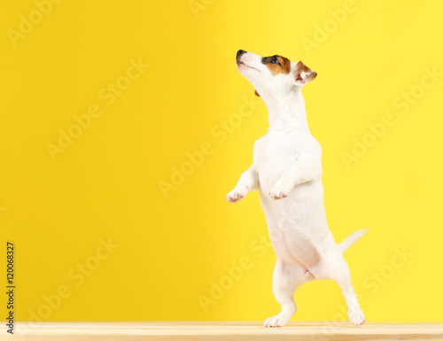 Jack Russell terrier on yel...
