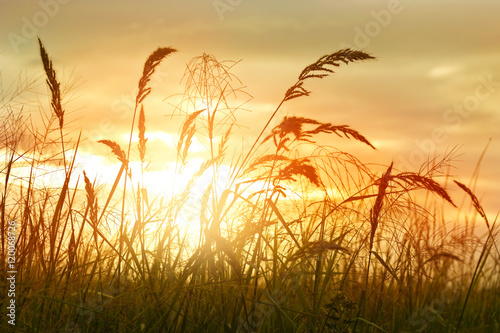 Field of grass during sunset for background