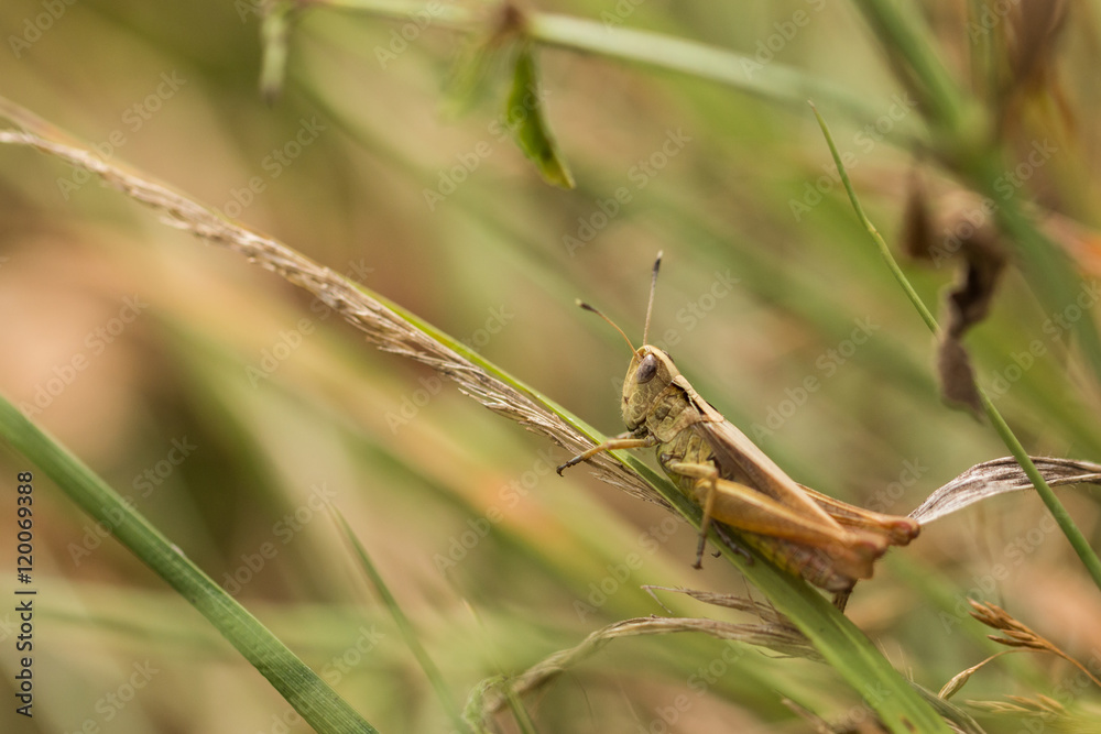 Closeup of a grasshopper on a grass blade Closeup of a grasshopper on a grass blade