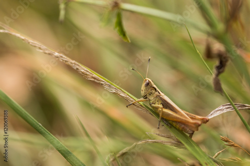 Closeup of a grasshopper on a grass blade 