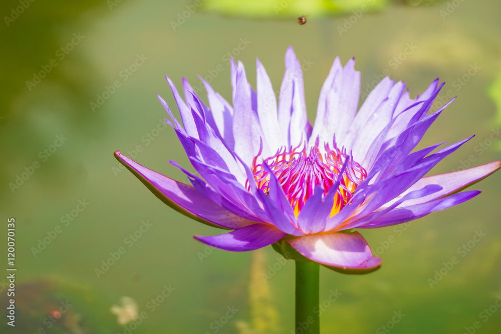 Purple Lotus in the bath the morning sun. Purple Lotus in the bath the morning sun.