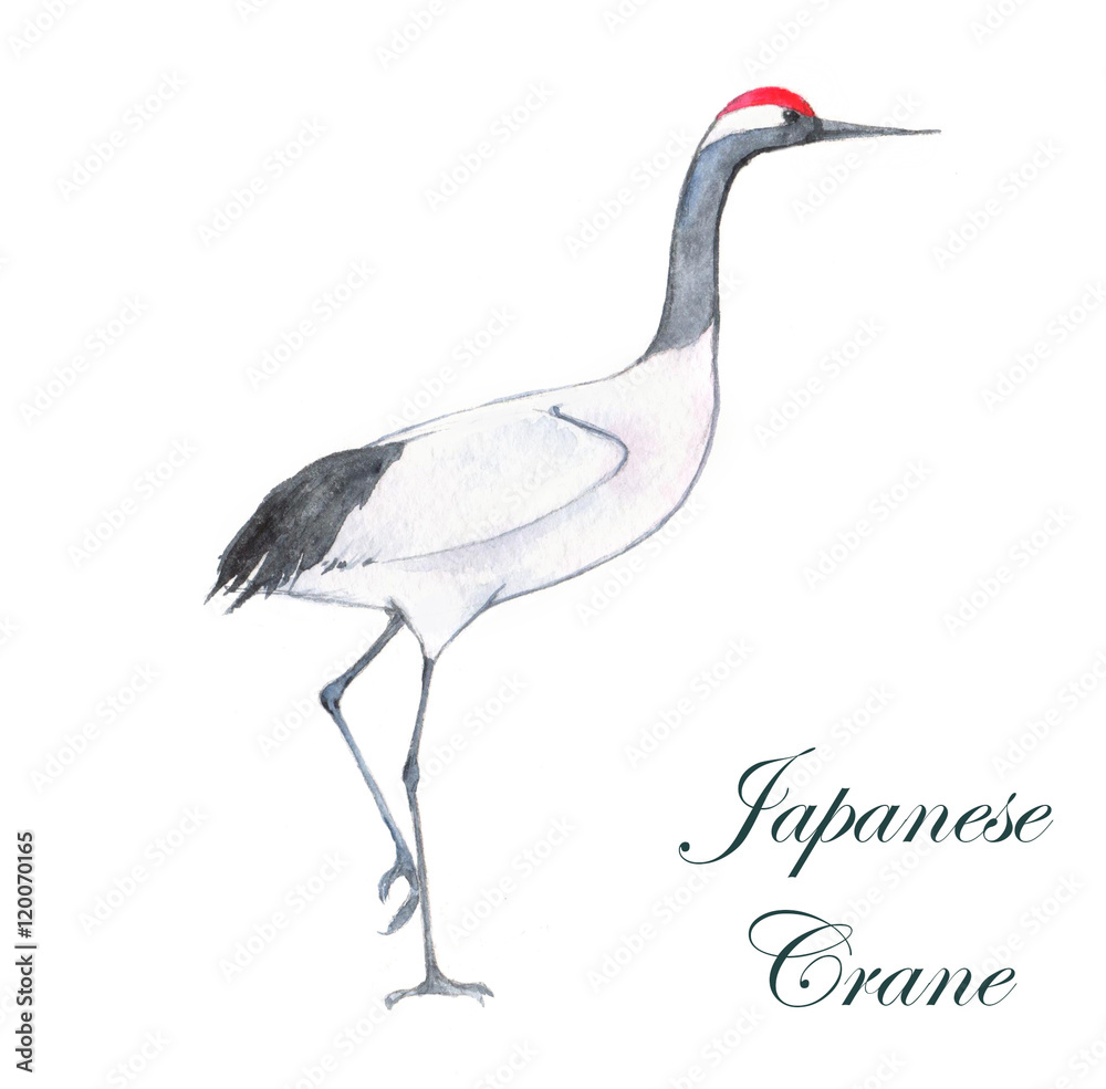 How to Draw a Whooping crane (Birds) Step by Step | DrawingTutorials101.com